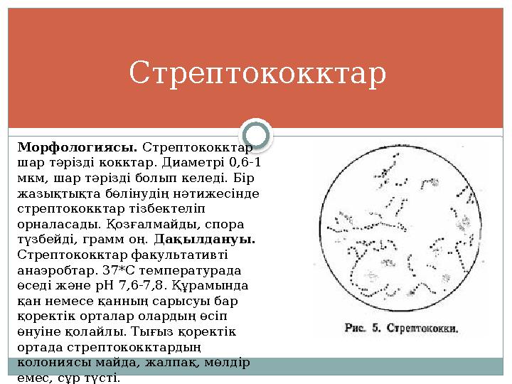 Стрептококктар Морфологиясы. Стрептококктар шар тәрізді кокктар. Диаметрі 0,6-1 мкм, шар тәрізді болып келеді. Бір жазықтықт