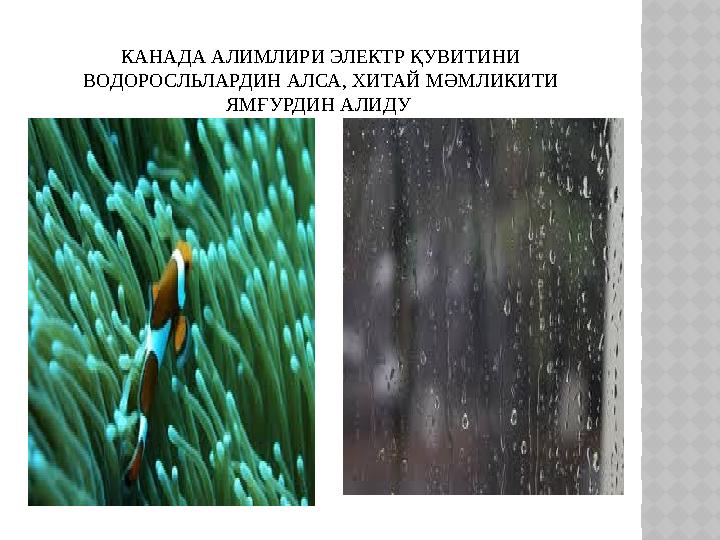 КАНАДА АЛИМЛИРИ ЭЛЕКТР ҚУВИТИНИ ВОДОРОСЛЬЛАРДИН АЛСА, ХИТАЙ МӘМЛИКИТИ ЯМҒУРДИН АЛИДУ