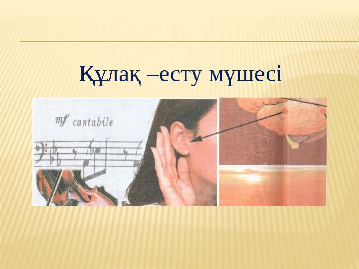 Құлақ –есту мүшесі