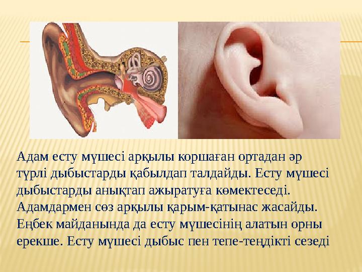 Бірінші рет порно