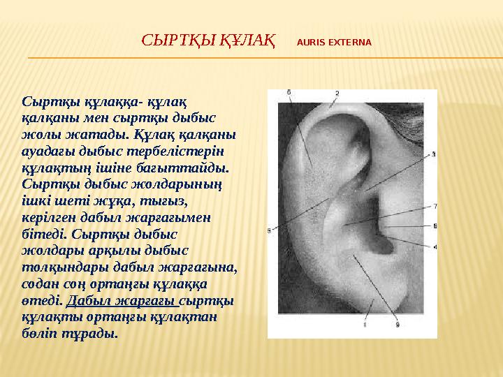 СЫРТҚЫ ҚҰЛАҚ AURIS EXTERN A Сыртқы құлаққа- құлақ қалқаны мен сыртқы дыбыс жолы жатады. Құлақ қалқаны ауадағы дыбыс