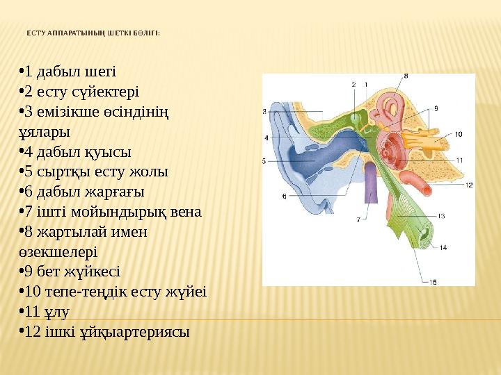 ЕСТУ АППАРАТЫНЫҢ ШЕТКІ БӨЛІГІ : • 1 дабыл шегі • 2 есту сүйектері • 3 емізікше өсіндінің ұялары • 4 дабыл қуысы • 5 сыртқ