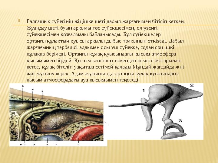  Балғашық сүйегінің жіңішке шеті дабыл жарғағымен бітісіп кеткен. Жуандау шеті буын арқылы төс сүйекшесімен, ол үзеңгі сүйекш