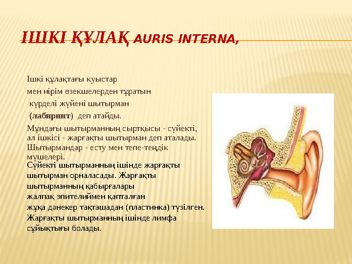 ІШКІ ҚҰЛАҚ AURIS INTERNA , Ішкі құлақтағы куыстар мен иірім өзекшелерден тұратын күрделі жүйені шытырман (лабиринт )