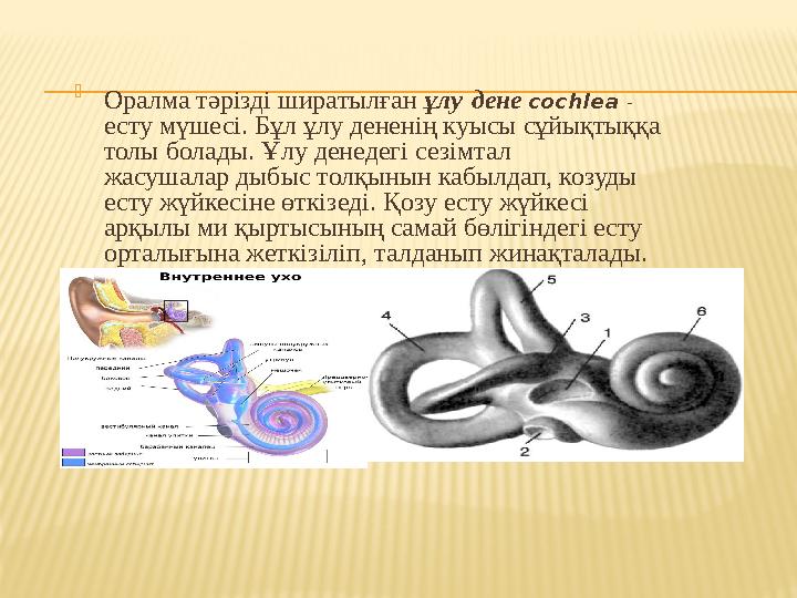  Оралма тәрізді ширатылған ұлу дене cochlea - есту мүшесі. Бұл ұлу дененің куысы сұйықтыққа толы болады. Ұлу денедегі с