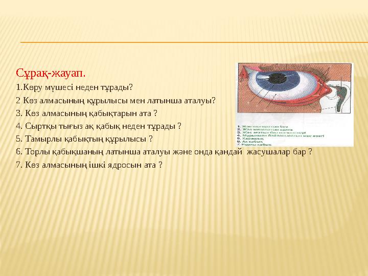 Сұрақ-жауап. 1.Көру мүшесі неден тұрады? 2 Көз алмасының құрылысы мен латынша аталуы? 3. Көз алмасының қабықтарын ата ? 4. Сырт