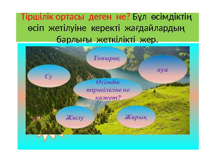 Тіршілік ортасы деген не? Бұл өсімдіктің өсіп жетілуіне керекті жағдайлардың барлығы жеткілікті жер.