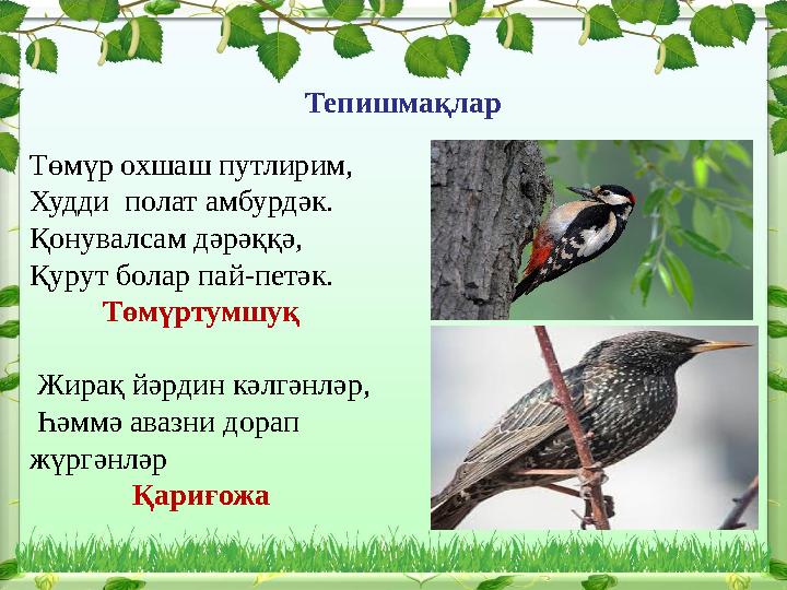 Төмүр охшаш путлирим , Худди полат амбурдәк. Қонувалсам дәрәққә, Қурут болар пай-петәк. Төмүртумшуқ Жирақ йәрдин кәлгәнләр,