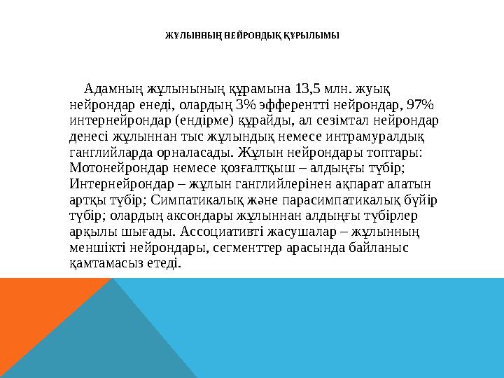ЖҰЛЫННЫҢ НЕЙРОНДЫҚ ҚҰРЫЛЫМЫ Адамның жұлынының құрамына 13,5 млн. жуық нейрондар енеді, олардың 3% эфферентті нейронда