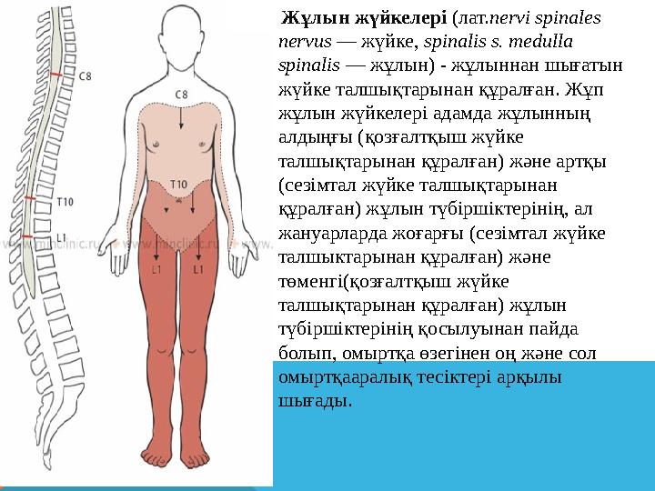 Жұлын жүйкелері (лат. nervi spinales nervus — жүйке, spinalis s. medulla spinalis — жұлын) - жұлыннан шығатын