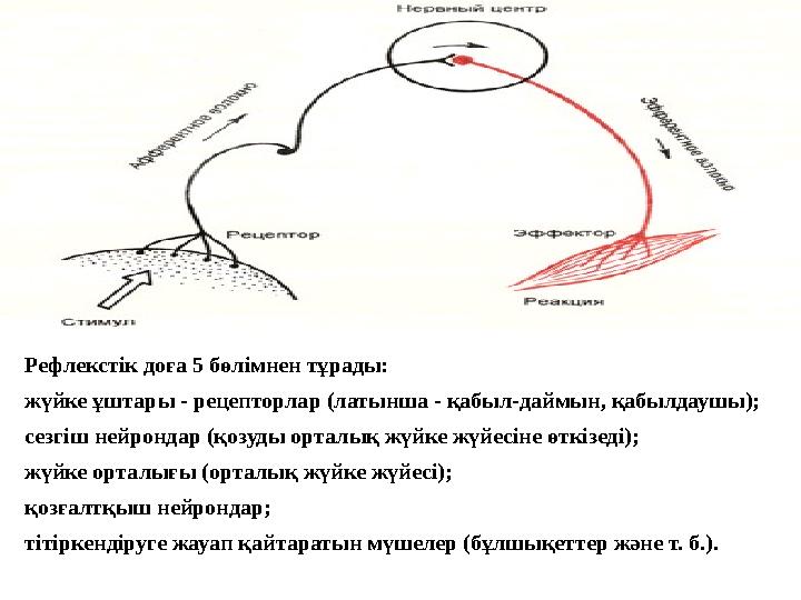 Рефлекстік доға 5 бөлімнен тұрады: жүйке ұштары - рецепторлар (латынша - қабыл-даймын, қабылдаушы); сезгіш нейрондар