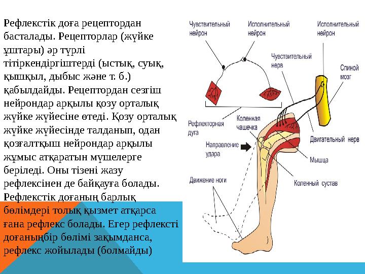 Рефлекстік доға рецептордан басталады. Рецепторлар (жүйке ұштары) әр түрлі тітіркендіргіштерді (ыстық, суық, қышқыл, дыбыс ж