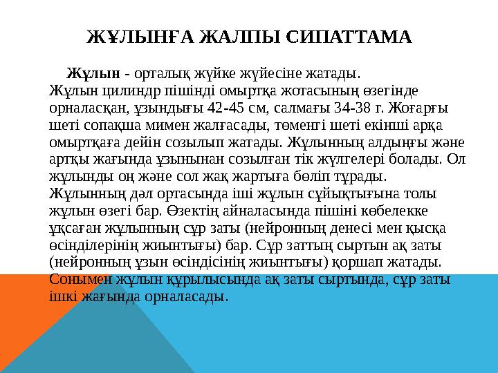 ЖҰЛЫНҒА ЖАЛПЫ СИПАТТАМА Жұлын - орталық жүйке жүйесіне жатады. Жұлын цилиндр пішінді омыртқа жотасының өзегінде орн