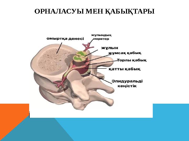 ОРНАЛАСУЫ МЕН ҚАБЫҚТАРЫ