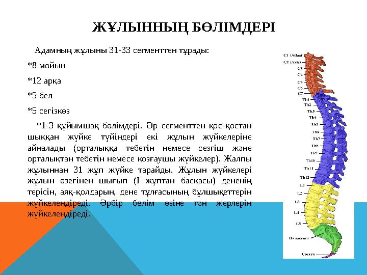 ЖҰЛЫННЫҢ БӨЛІМДЕРІ Адамның жұлыны 31-33 сегменттен тұрады: *8 мойын *12 арқа *5 бел *5