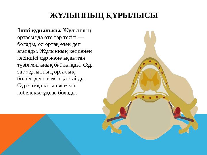 ЖҰЛЫННЫҢ ҚҰРЫЛЫСЫ Ішкі құрылысы. Жұлынның ортасында өте тар тесігі — болады, ол ортақ өзек деп аталады. Жұлынның көлд