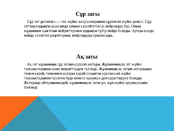Сұр заты Сұр зат дегеніміз — тек жүйке жасушаларынан құралған жүйке денесі. Сұр заттың алдыңғы ашасында қимыл күшейт