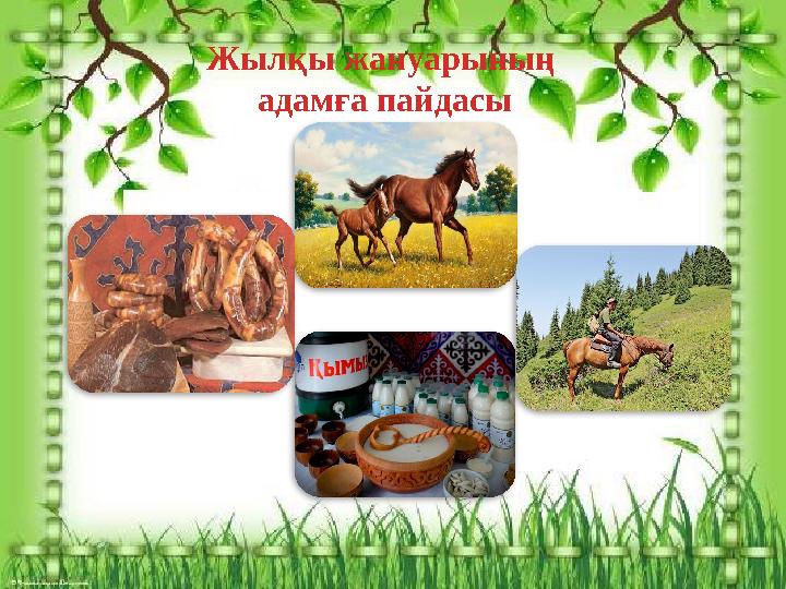 Жылқы жануарының адамға пайдасы