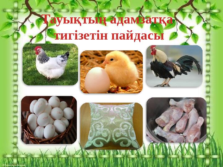 Тауықтың адамзатқа тигізетін пайдасы