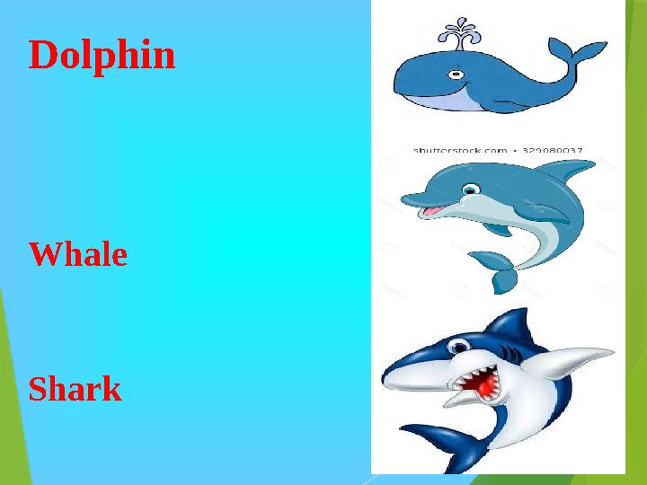 Dolphin Whale Shark