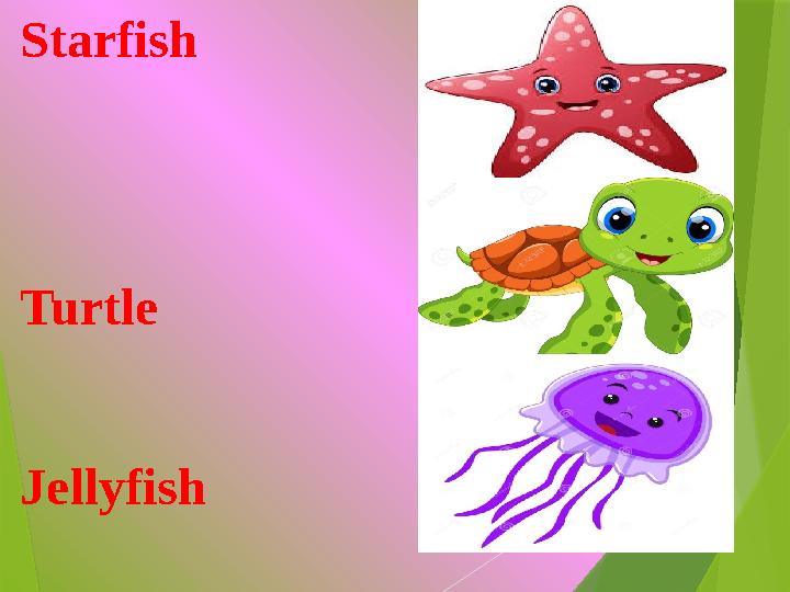 Starfish Turtle Jellyfish