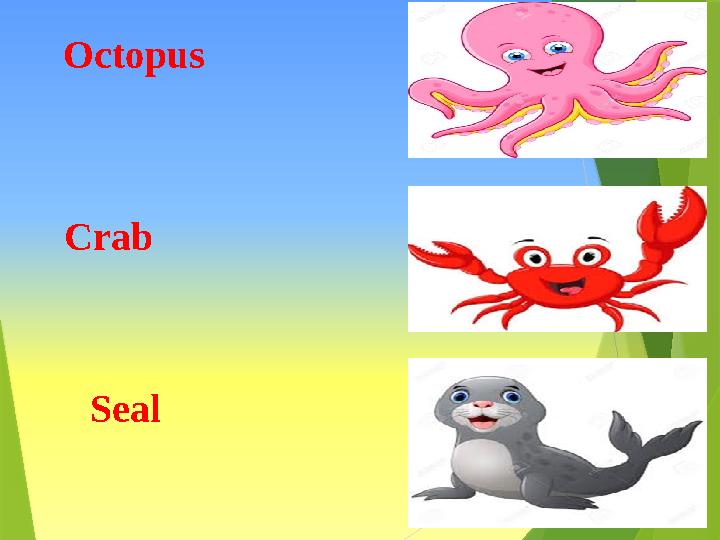 Octopus