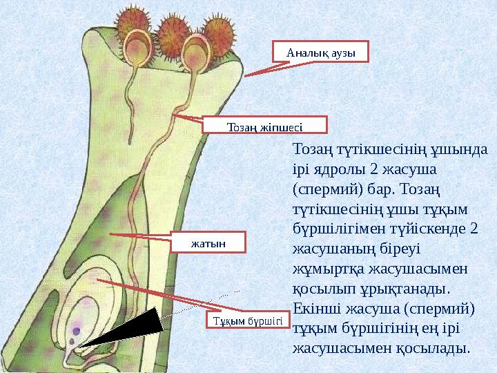 Тозаң түтікшесінің ұшында ірі ядролы 2 жасуша (спермий) бар. Тозаң түтікшесінің ұшы тұқым бүршілігімен түйіскенде 2 жасушан