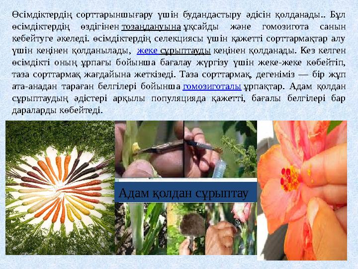 Өсімдіктердің сорттарыншығару үшін будандастыру әдісін қолданады.. Бұл өсімдіктердің өздігінен тозаңдануына ұқсайды ж