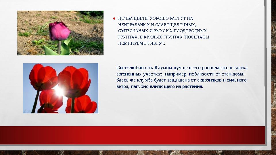 • ПОЧВА ЦВЕТЫ ХОРОШО РАСТУТ НА НЕЙТРАЛЬНЫХ И СЛАБОЩЕЛОЧНЫХ, СУПЕСЧАНЫХ И РЫХЛЫХ ПЛОДОРОДНЫХ ГРУНТАХ. В КИСЛЫХ ГРУНТАХ ТЮЛЬПАН