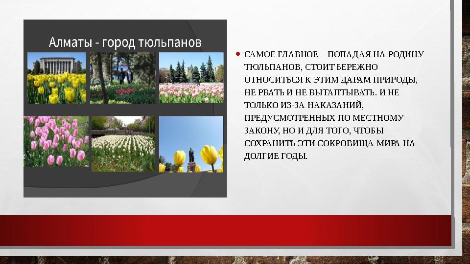 • САМОЕ ГЛАВНОЕ – ПОПАДАЯ НА РОДИНУ ТЮЛЬПАНОВ, СТОИТ БЕРЕЖНО ОТНОСИТЬСЯ К ЭТИМ ДАРАМ ПРИРОДЫ, НЕ РВАТЬ И НЕ ВЫТАПТЫВАТЬ. И НЕ