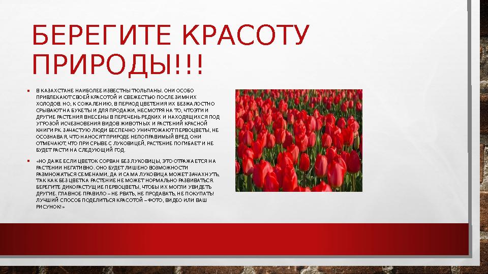 БЕРЕГИТЕ КРАСОТУ ПРИРОДЫ!!! • В КАЗАХСТАНЕ НАИБОЛЕЕ ИЗВЕСТНЫ ТЮЛЬПАНЫ. ОНИ ОСОБО ПРИВЛЕКАЮТ СВОЕЙ КРАСОТОЙ И СВЕЖЕСТЬЮ ПОСЛЕ З