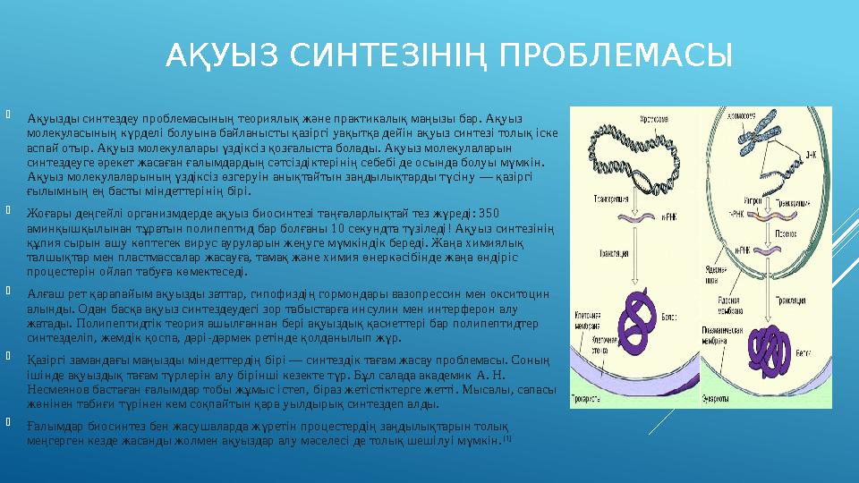 АҚУЫЗ СИНТЕЗІНІҢ ПРОБЛЕМАСЫ  Ақуызды синтездеу проблемасының теориялық және практикалық маңызы бар. Ақуыз молекуласының күрдел