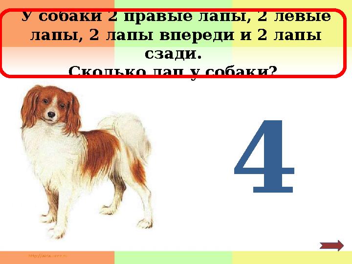 У собаки 2 правые лапы, 2 левые лапы, 2 лапы впереди и 2 лапы сзади. Сколько лап у собаки? 4