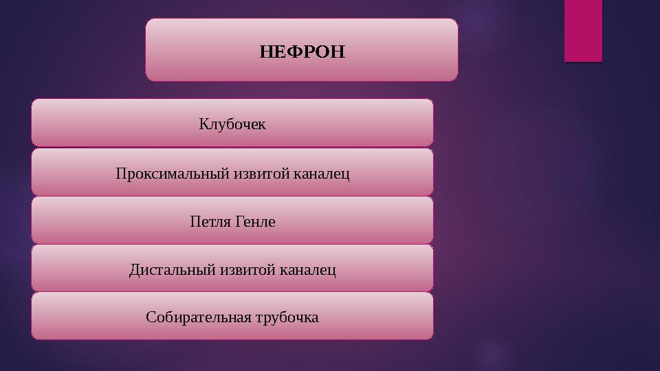 НЕФРОН Клубочек Проксимальный извитой каналец Петля Генле Дистальный извитой каналец Собирательная трубочка