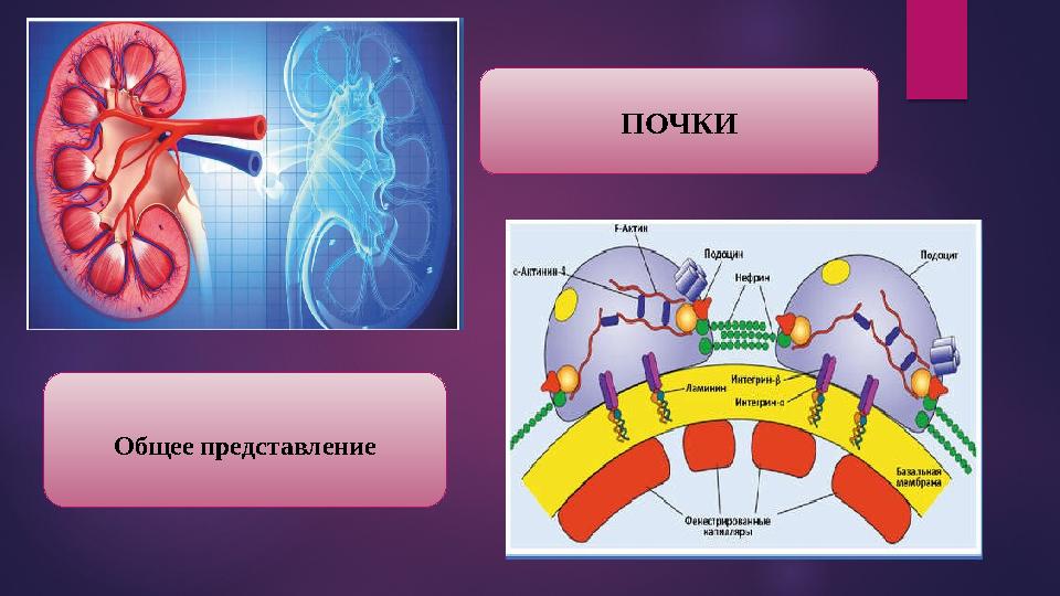 ПОЧКИ Общее представление