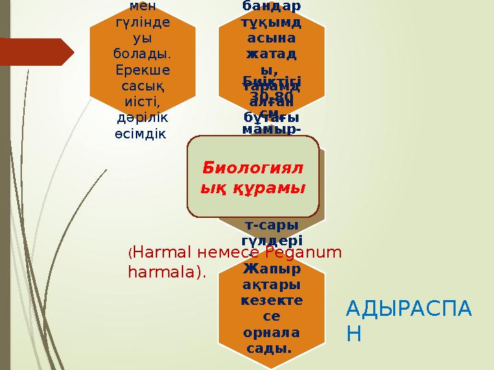 Пікір Еркінұлы Бекарыстын « Адыраспанның емдік,дәрілік қасиеті » тақырыбындағы зерттеу жұмысының негізгі мақсаты адырасп Пікір Еркінұлы Бекарыстын « Адыраспанның емдік,дәрілік қасиеті » тақырыбындағы зерттеу жұмысының негізгі мақсаты адырасп