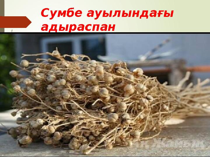 Зерттеу проблемасы : бұл ғылыми жоба жергілікті жерлерде, өзіміздің туып өскен ауылымызда өсетін қасиетті шөптердің бірі адыр Зерттеу проблемасы : бұл ғылыми жоба жергілікті жерлерде, өзіміздің туып өскен ауылымызда өсетін қасиетті шөптердің бірі адыр