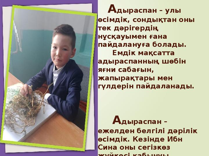 Адыраспан Қасетті Хантауымның етегінде, Қос тұма, тастақты жер, беткейінде. Өседі бар ауруға шипа болар, Адырасп Адыраспан Қасетті Хантауымның етегінде, Қос тұма, тастақты жер, беткейінде. Өседі бар ауруға шипа болар, Адырасп
