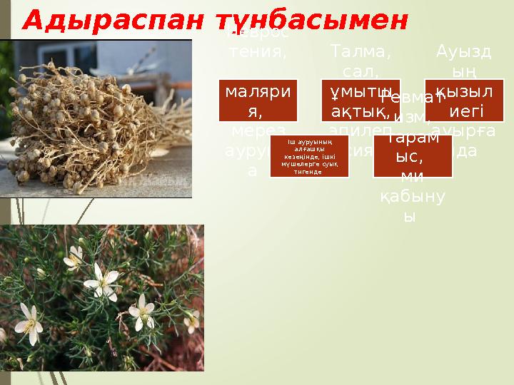 Түйета бандар тұқымд асына жатад ы, тарамд алған бұтағы молСабы мен гүлінде уы болады. Ерекше сасық иісті, дәрілік Түйета бандар тұқымд асына жатад ы, тарамд алған бұтағы молСабы мен гүлінде уы болады. Ерекше сасық иісті, дәрілік