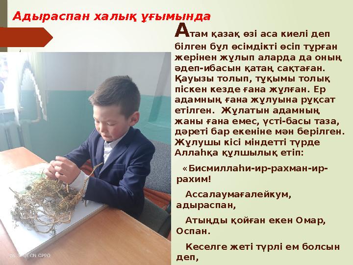  Қайнатпа жасау: 1 ас қасық құрғақ шөпті 1 стақан салқын суға 1-3 сағат сонан соң шамалы отқа 30 минут жабық сырлы ыд Қайнатпа жасау: 1 ас қасық құрғақ шөпті 1 стақан салқын суға 1-3 сағат сонан соң шамалы отқа 30 минут жабық сырлы ыд