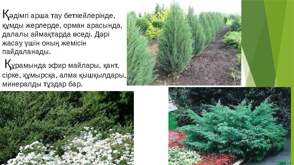 Қ әдімгі арша тау беткейлерінде, құмды жерлерде, орман арасында, далалы аймақтарда өседі. Дәрі жасау үшін оның жемісін пайда