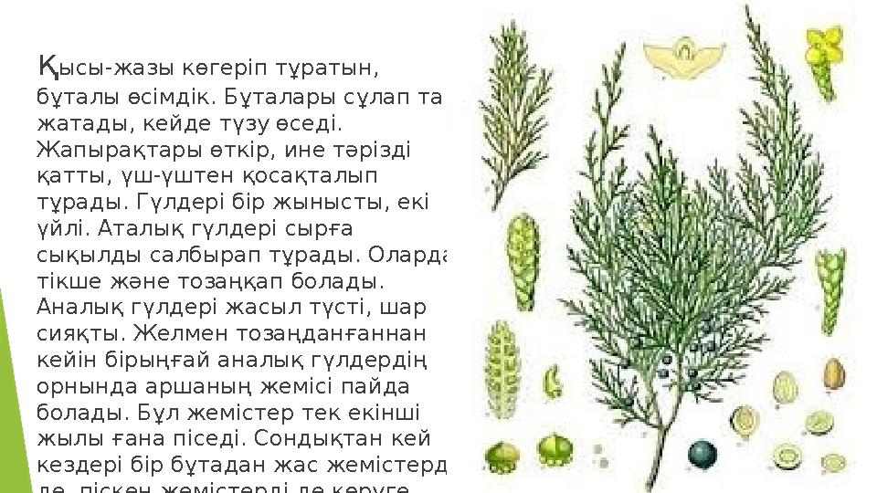 қ ысы-жазы көгеріп тұратын, бұталы өсімдік. Бұталары сұлап та жатады, кейде түзу өседі. Жапырақтары өткір, ине тәрізді қатты