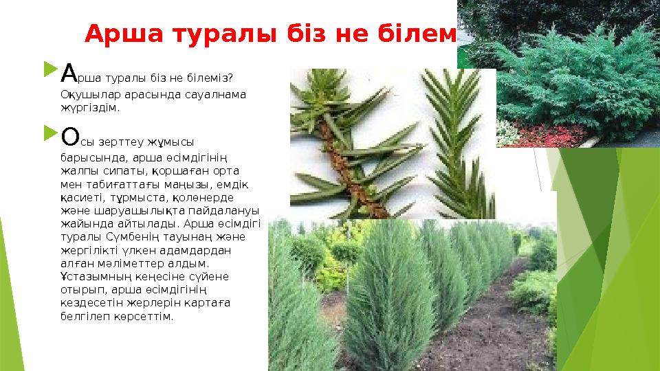 Арша туралы біз не білеміз?  А рша туралы біз не білеміз? Оқушылар арасында сауалнама жүргіздім.  О сы зерттеу жұмысы барыс
