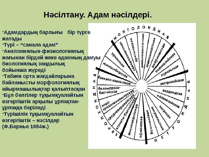 Нәсілтану. Адам нәсілдері. - Адамдардың барлығы бір түрге жатады - Түрі – “санала адам” - Анатомиялыө-физиологиялық жағынан