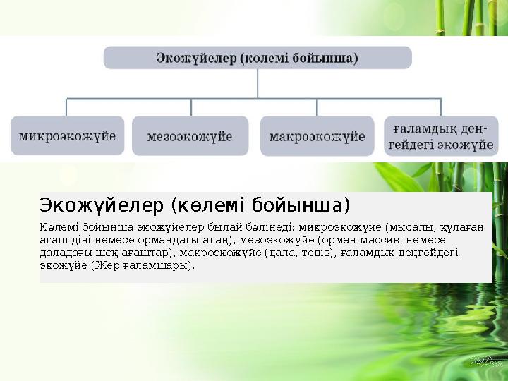 Экожүйелер (көлемі бойынша) Көлемі бойынша экожүйелер былай бөлінеді: микро экожүйе (мысалы, құлаған ағаш діңі немесе орманд