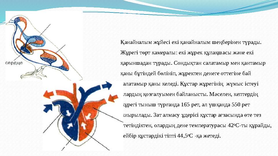 Қанайналым жұйес i ек i қанайналым шеңбер i нен т ү рады. Жұрег i төрт камералы: ек i жұрек құлақшасы және ек i қарыншада
