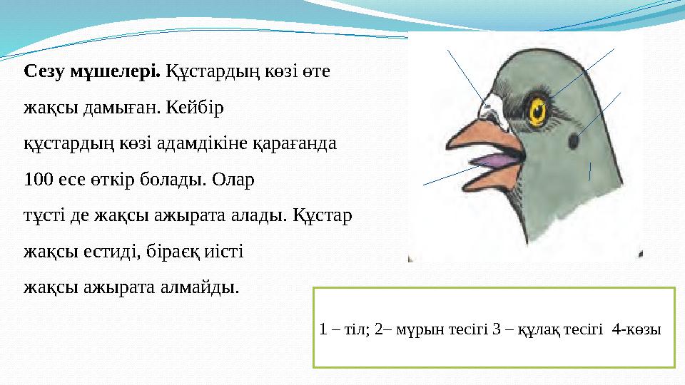 Сезу мұшелер i. Құстардың көз i өте жақсы дамыған. Кейб i р құстардың көзi адамдiкiне қарағанда 100 есе өткiр болады. Олар т