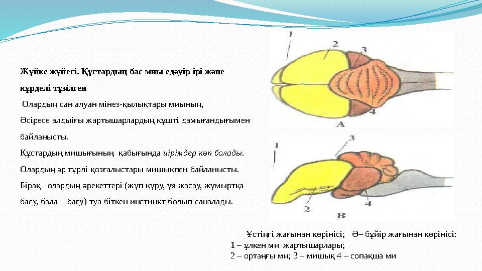Жұйке жұйес i. Құстардың бас миы едәу i р i р i және кұрдел i тұз i лген Оларды ң сан алуан мiнез-қылықтары миының, Әс i