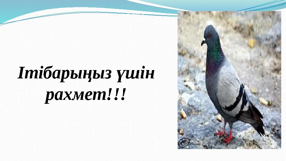 Ітібарыңыз үшін рахмет !!!