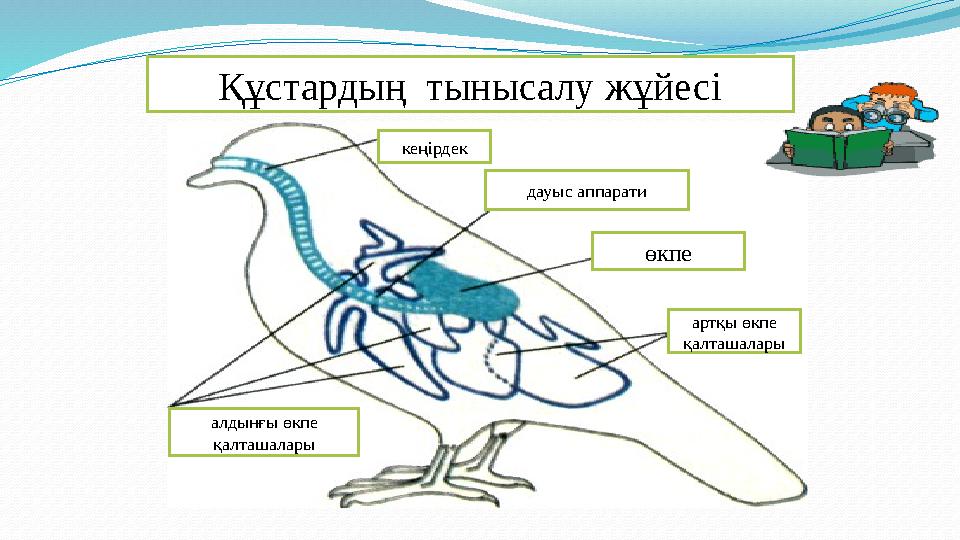 Құстардың тынысалу ж ұ йес i өкпедауыс аппаратикең i рдек алдынғы өкпе қалташалары артқы өкпе қалташалары